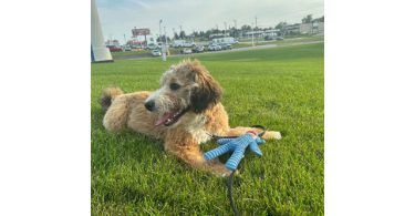 Meet Churro: My 8-Month-Old Tricolor Bernedoodle Puppy