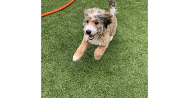 Meet Churro: My 8-Month-Old Tricolor Bernedoodle Puppy