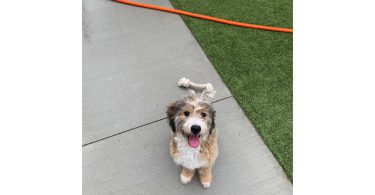 Meet Churro: My 8-Month-Old Tricolor Bernedoodle Puppy