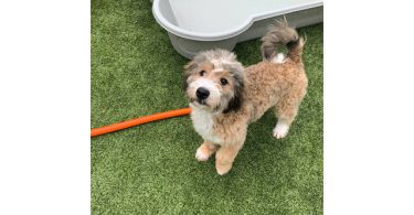 Meet Churro: My 8-Month-Old Tricolor Bernedoodle Puppy