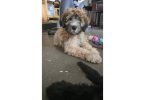 12-week-old Whoodle puppy for sale