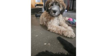 12-week-old Whoodle puppy for sale