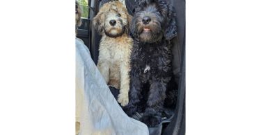 12-week-old Whoodle puppy for sale