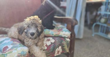 12-week-old Whoodle puppy for sale