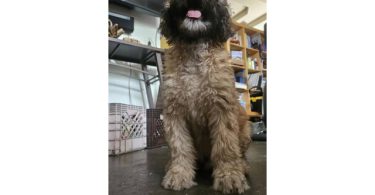 12-week-old Whoodle puppy for sale