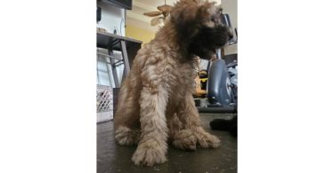 12-week-old Whoodle puppy for sale