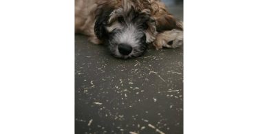 12-week-old Whoodle puppy for sale