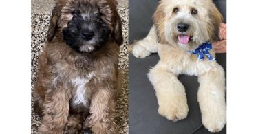 12-week-old Whoodle puppy for sale