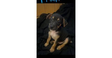 Male and female Jack Russell terriers