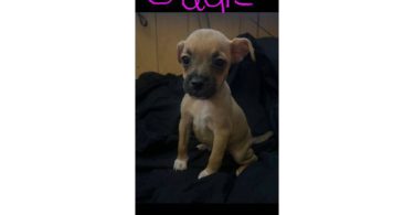 Male and female Jack Russell terriers