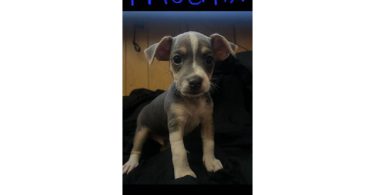 Male and female Jack Russell terriers