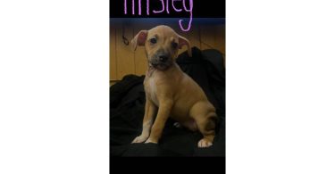 Male and female Jack Russell terriers