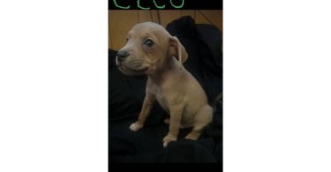 Male and female Jack Russell terriers
