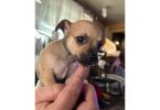 Chihuahua puppies Spokane WA