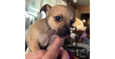 Chihuahua puppies Spokane WA