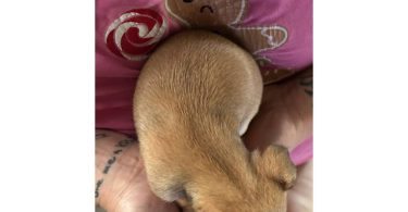 Chihuahua puppies Spokane WA