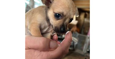 Chihuahua puppies Spokane WA