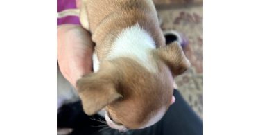 Chihuahua puppies Spokane WA