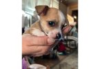 Chihuahua puppies Spokane WA