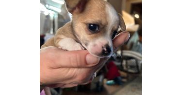 Chihuahua puppies Spokane WA
