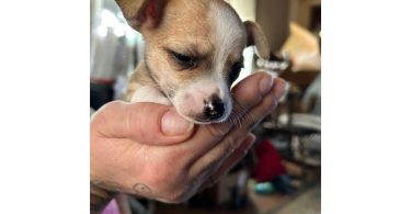 Chihuahua puppies Spokane WA