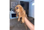 9 pounds AKC Basset Hound puppy for Sale