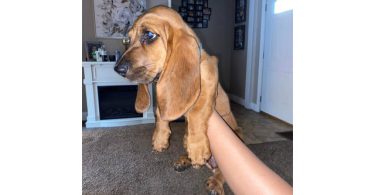 9 pounds AKC Basset Hound puppy for Sale