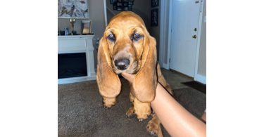 9 pounds AKC Basset Hound puppy for Sale