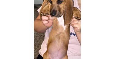 9 pounds AKC Basset Hound puppy for Sale