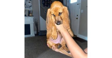 9 pounds AKC Basset Hound puppy for Sale