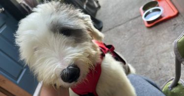 Old English Sheep Dog