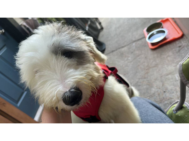 Old English Sheep Dog