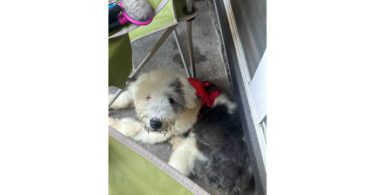 Old English Sheep Dog