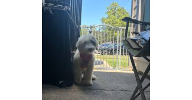 Old English Sheep Dog