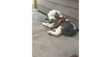Old English Sheep Dog