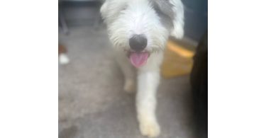 Old English Sheep Dog