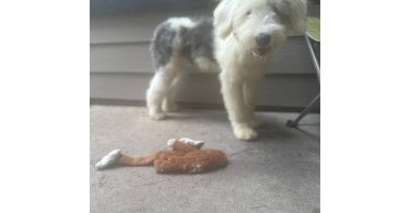 Old English Sheep Dog