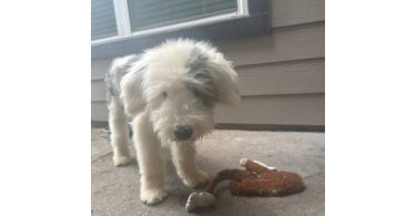 Old English Sheep Dog