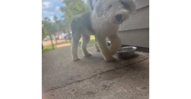 Old English Sheep Dog