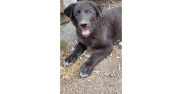 Shepsky calupoh mixes