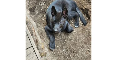 Shepsky calupoh mixes