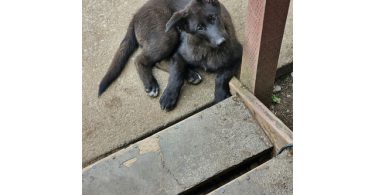 Shepsky calupoh mixes