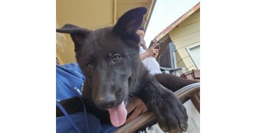 Shepsky calupoh mixes
