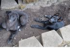 Shepsky calupoh mixes