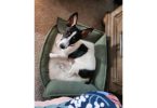 Beautiful Rat Terrier