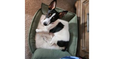 Beautiful Rat Terrier