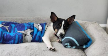 Beautiful Rat Terrier
