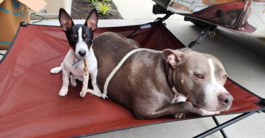 Beautiful Rat Terrier