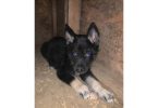 German Shepsky boy puppies for sale