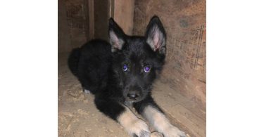 German Shepsky boy puppies for sale